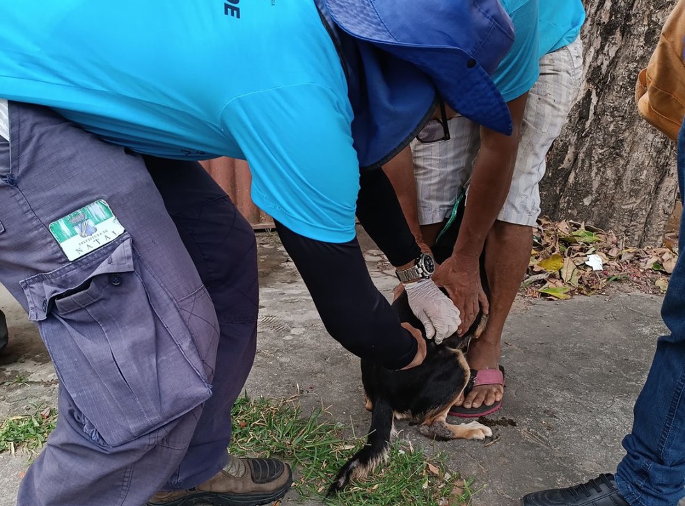 Vacinação antirrábica em Natal tem postos fixos e equipes realizando porta a porta — Foto: SMS/Divulgação
