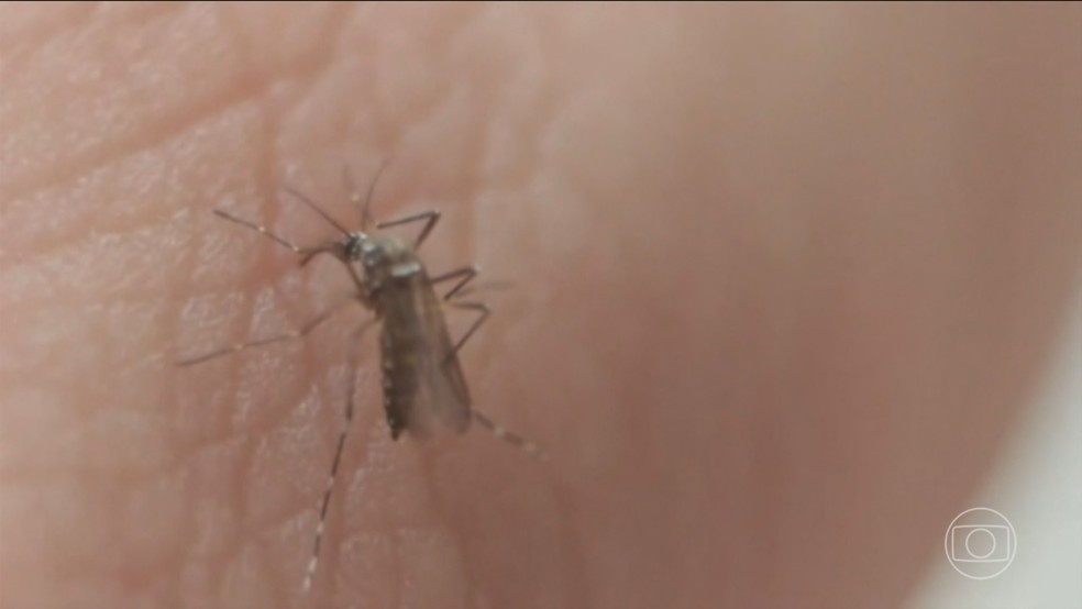 Paraíba registra quase 8 mil casos prováveis de dengue em 2025 — Foto: Jornal Nacional/ Reprodução