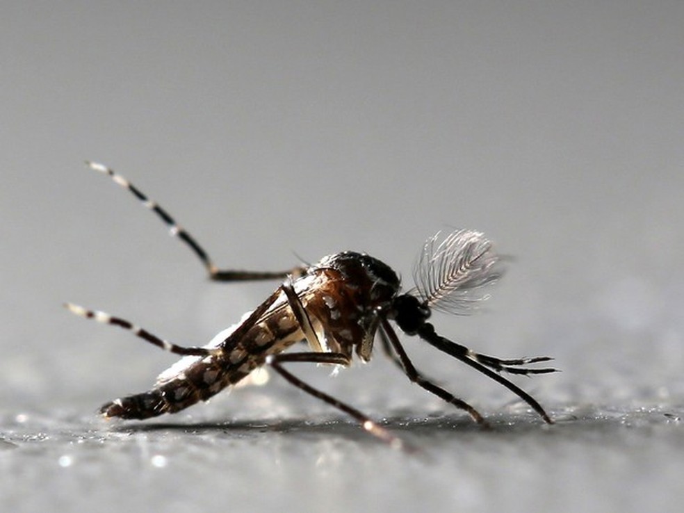 Paraíba ampliou o público-alvo da vacinação contra a dengue. — Foto:  Paulo Whitaker/Reuters