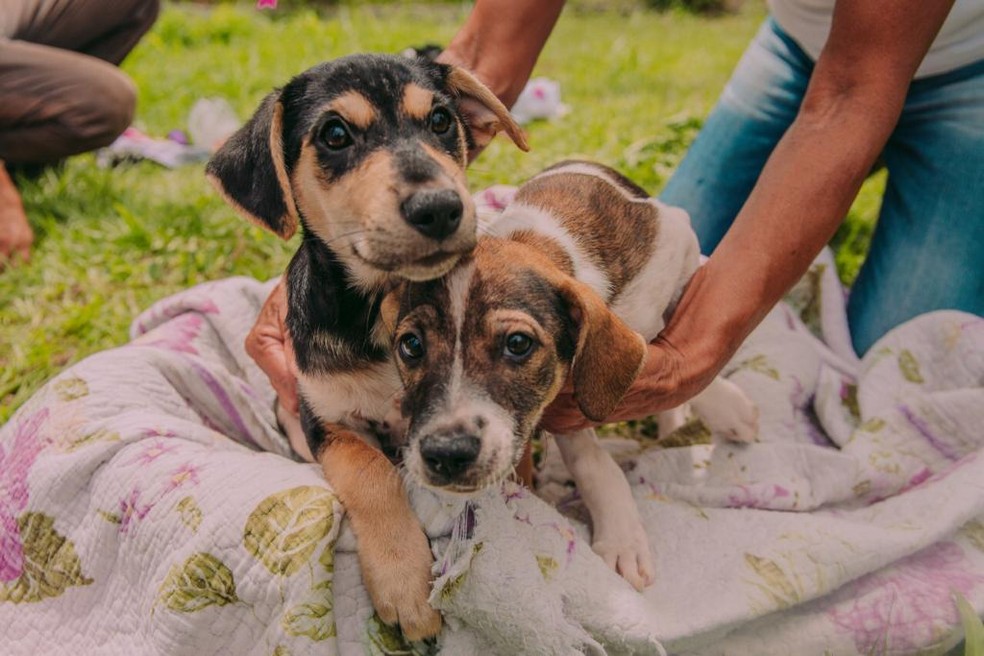 Animais castrados evitam a proliferação da população de rua e a propagação de zoonoses — Foto: Divulgação
