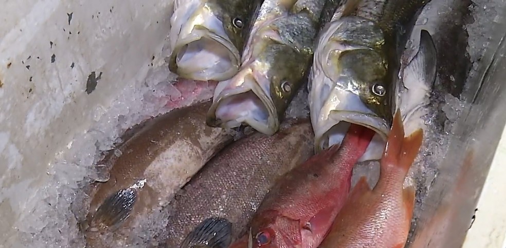 Ciguatera ocorre em consumo de peixe — Foto: Reprodução/Inter TV Cabugi