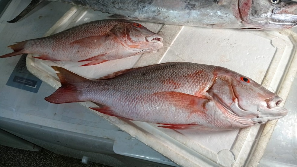 Ciguatera é uma intoxicação alimentar causada pela ingestão de peixes contaminados com toxinas produzidas por microalgas que se proliferam em recifes de corais tropicais e subtropicais — Foto: Brunno Rocha/Inter TV Cabugi