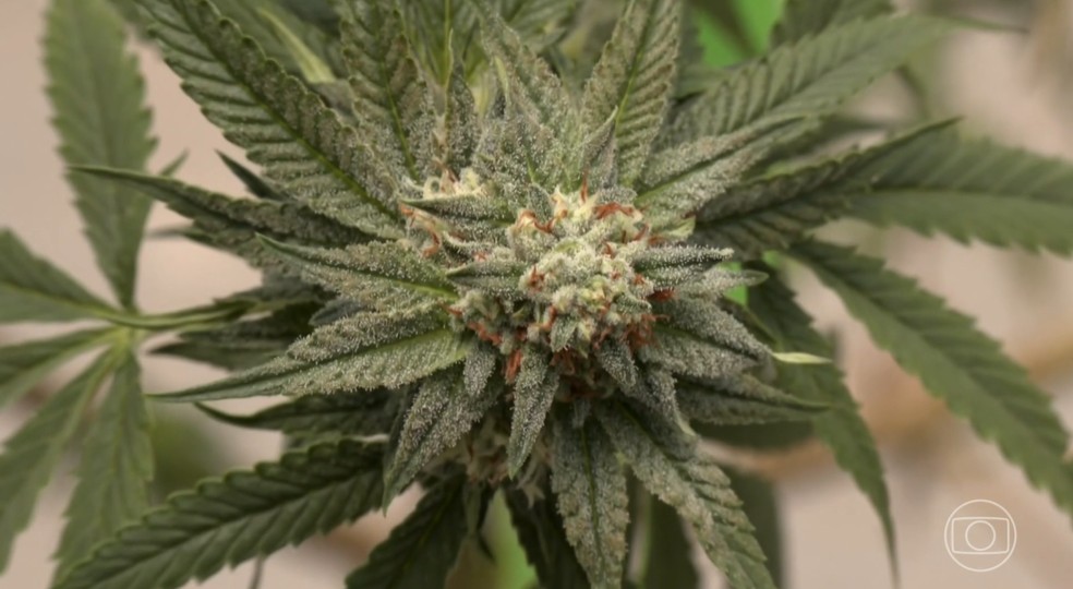 Justiça Federal autoriza uso de flor de cannabis para fins medicinais a pacientes de associação na Paraíba — Foto: Reprodução