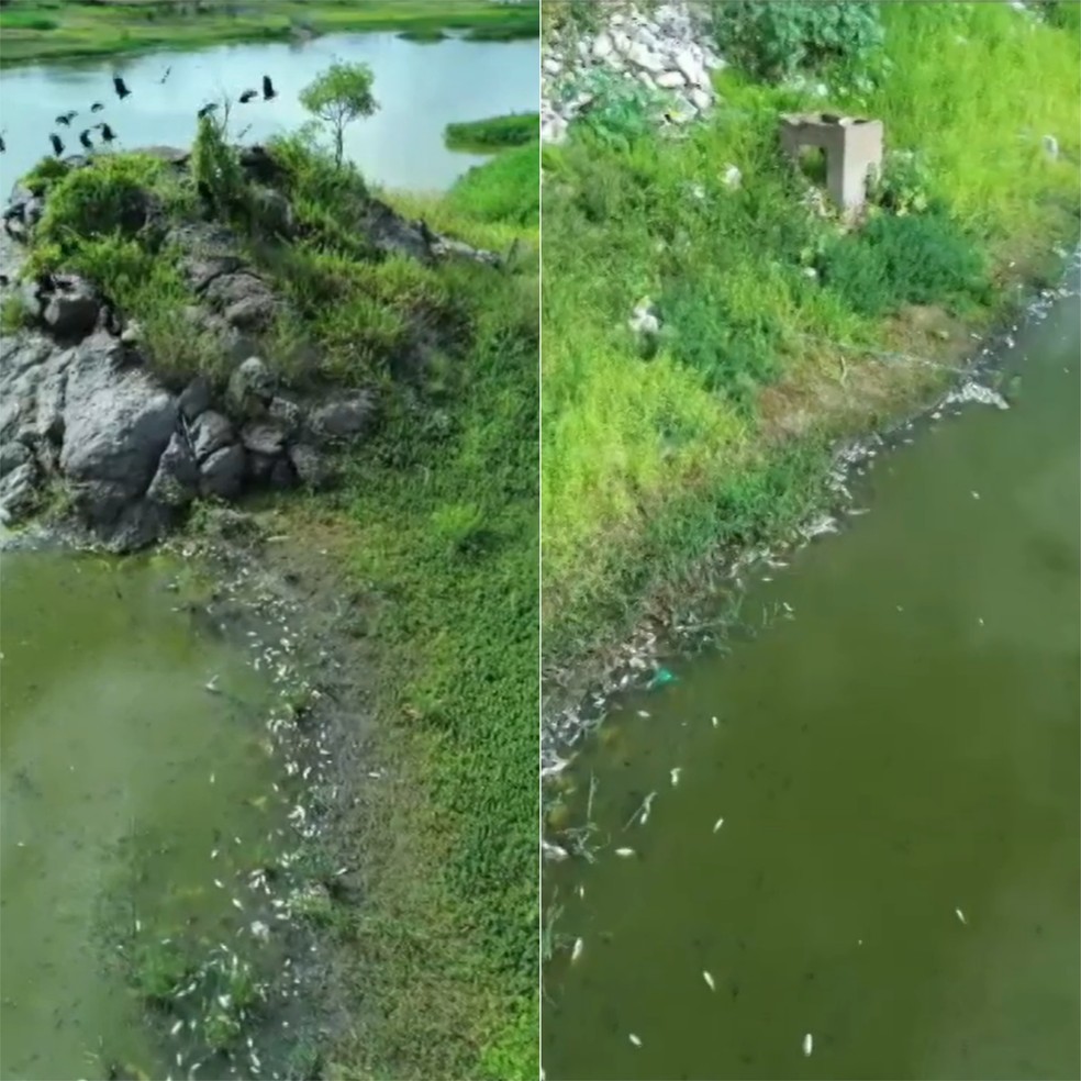 Peixes foram encontrados mortos no Açude do Governo, em Currais Novos — Foto: Pedro Seridó Arretado