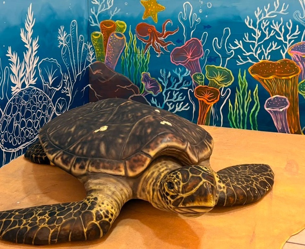 Exposição gratuita celebra o Dia Internacional das Tartarugas Marinhas no Midway Mall — Foto: Divulgação