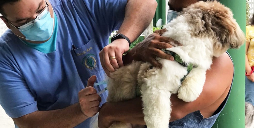 Cães e gatos podem receber vacina contra raiva — Foto: Prefeitura de Feira de Santana