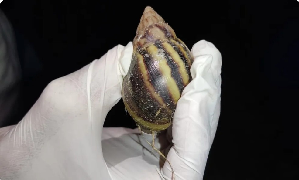 Caramujo-africano é uma espécie exótica e invasora no Brasil — Foto: ICMBio Noronha/Divulgação