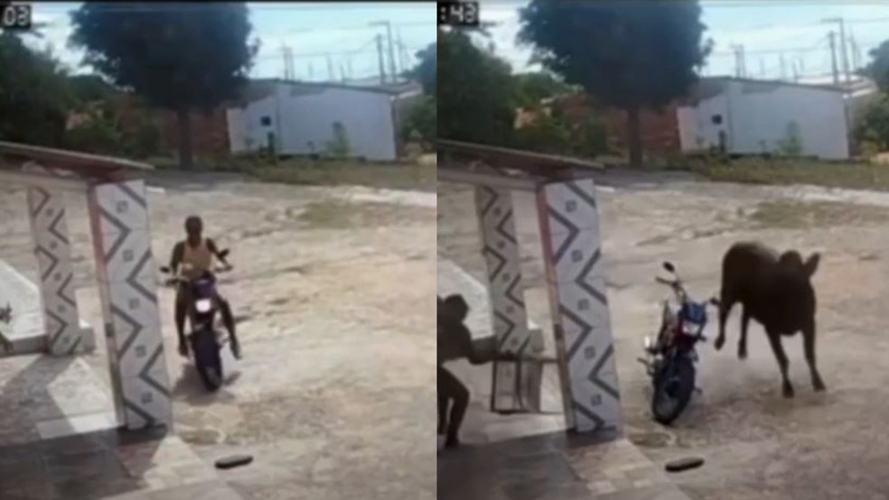 Mulher escapa de ataque de boi no interior do RN — Foto: Reprodução