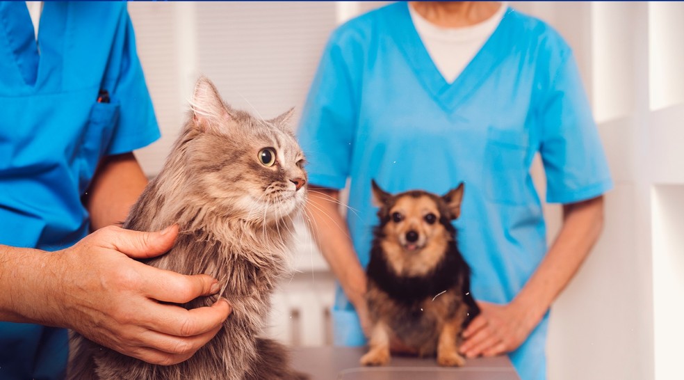 Programa oferece mais de 3 mil vagas para castração de cães e gatos na Paraíba; veja o cronograma — Foto: Reprodução