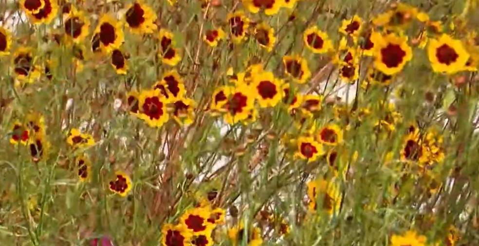 Plantação de flores comestíveis no Curimataú da Paraíba — Foto: Reprodução TV Paraíba.