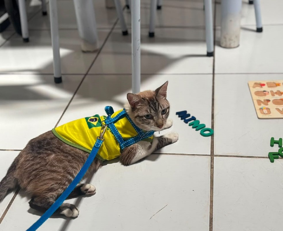 Moradora de Natal encontra gato perdido a 600 km de casa por causa de DDD na coleira — Foto: Cedida