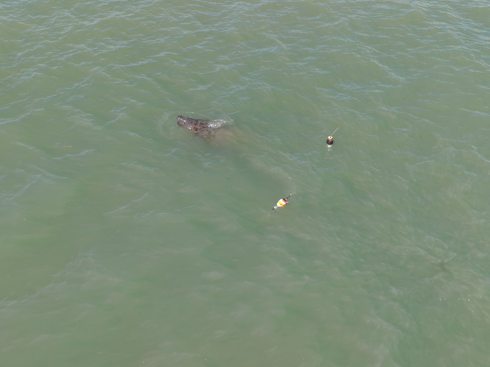 Peixe-Boi resgatada na Paraíba — Foto: Reprodução Acervo PCCP-UERN.