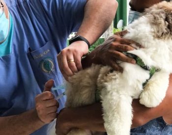 Cães e gatos podem receber vacina contra raiva — Foto: Prefeitura de Feira de Santana