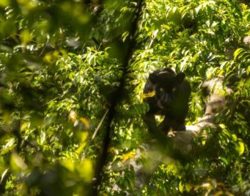 Atividades de serviço ecológico são essenciais para avanços na qualidade vida, manutenção e geração de empregos, e para o desenvolvimento econômico das regiões turísticas.