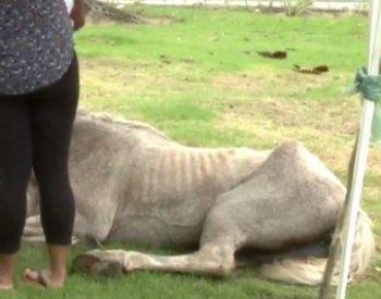 Égua sacrificada que estava abandonada em praça de João Pessoa. ( Foto: Whats'app )