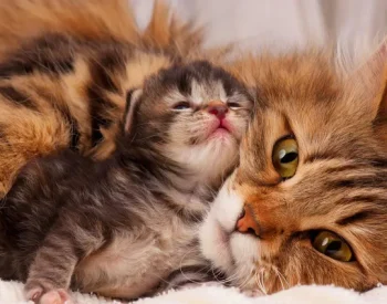 33073c_ec230c37bceb4c66a48ec9e43fc6d61e_mv2_d_2560_1600_s_2