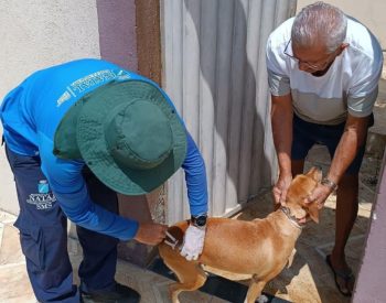 Campanha de vacinação antirrábica segue até setembro em Natal — Foto: SMS/Reprodução