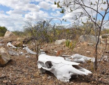 Seca atinge o RN há pelo menos 6 anos consecutivos (Foto: Anderson Barbosa e Fred Carvalho/G1)