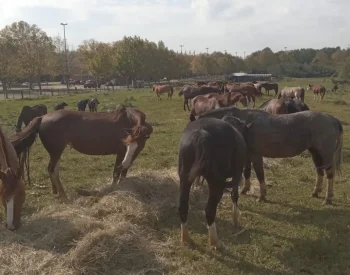 Animais estão sendo abrigados na fazenda-escola da Ulbra. Foto — ©Reprodução.
