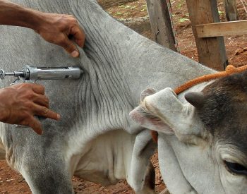 BSnA - vacinacao-aftosa-22112016-toninho-tavares-agencia-brasilia-1-1024x683