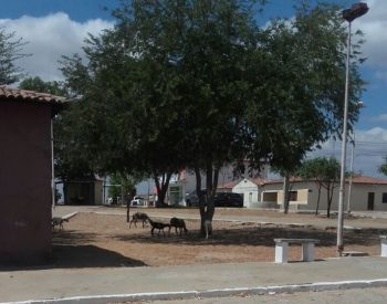 Ovelhas pastando na praça do bairro Bela Vista em Jardim do Seridó. ( Foto: Whatsapp )