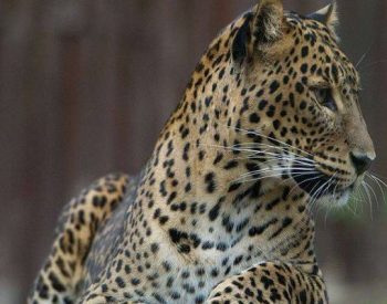 Leopardo