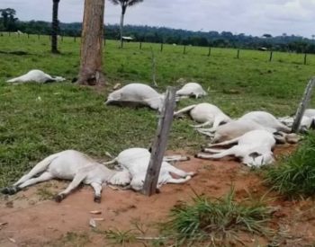 Foto — ©Divulgação.