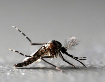 Paraíba ampliou o público-alvo da vacinação contra a dengue. — Foto:  Paulo Whitaker/Reuters