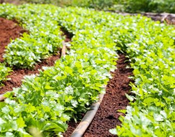 agricultura-orgânica_Foto-Fred-veras-6.Fred_Veras-768x486