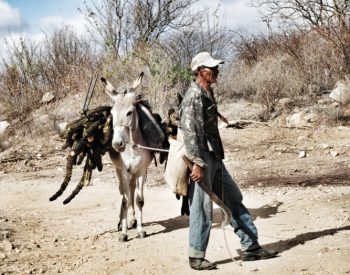 animais-na-estrada1-Copia-930x524-1