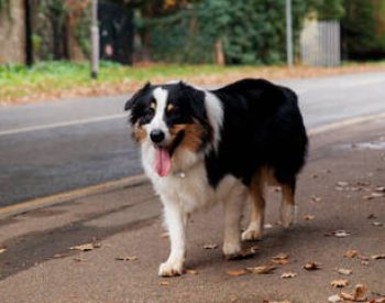 cachorro-abandonado-na-estrada-29012024113029669