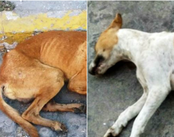 cachorro-e-esfaqueado-e-policia-apura-outros-casos-de-violencia-contra-animais-na-paraiba1502885888