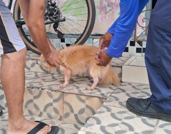 Vacinação antirrábica em Natal — Foto: Divulgação/SMS
