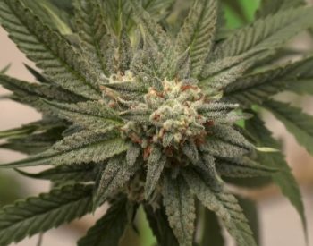 Justiça Federal autoriza uso de flor de cannabis para fins medicinais a pacientes de associação na Paraíba — Foto: Reprodução