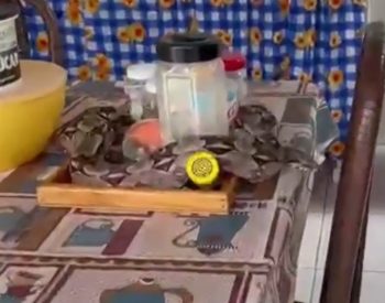 Jiboia em cima da mesa em casa em Mossoró — Foto: Reprodução