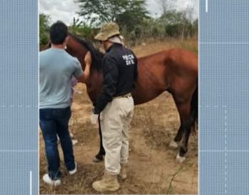Cavalo que se acidentou após não suportar peso de carroça, em Campina Grande, foi resgatado — Foto: TV Paraíba/Reprodução