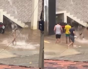 Crianças e cachorro brincam na chuva em Caicó, RN — Foto: Reprodução