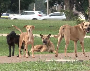 Governo da Paraíba cria Secretaria Executiva de Proteção Animal  — Foto: Reprodução/TV Globo