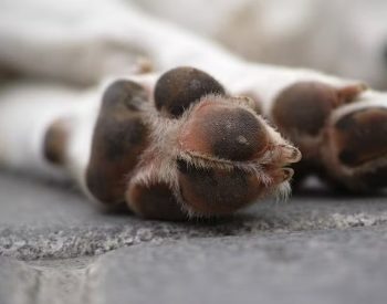 Polícia investiga morte de cachorros na Paraíba — Foto: Divulgação/Freestockcenter/Freepik