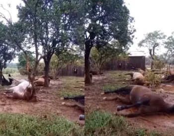 15 cavalos mortos que ficaram amarrados durante enchentes no RS. Foto — © Reprodução.