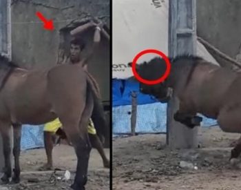 Homem aparece golpeando fortemente o animal na cabeça; cavalo cai na hora.