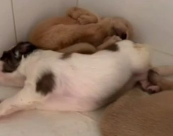 Filhotes foram abandonados dentro de sacola em frente a clínica veterinária em Natal — Foto: Reprodução