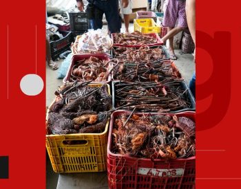 Quase uma tonelada de fios de cobre irregulares é apreendida e dois homens são presos, em João Pessoa — Foto: Guarda Civil Municipal