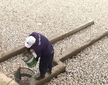 Funcionário da Sesuma retira peixes mortos do Açude Velho — Foto: Reprodução/TV Paraíba
