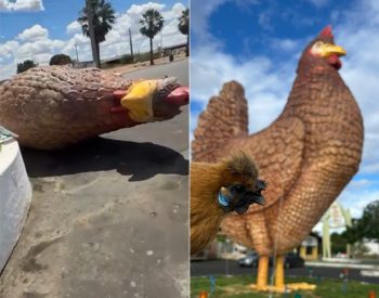 Galinha gigante caiu após ventania em Assú — Foto: Foto 1: Thalis Lucena | Foto 2: Lucas Cortez/Inter TV Cabugi