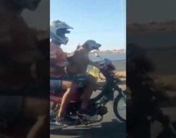 Imagens do animal “guiando” a moto viralizaram nas redes sociais. O condutor do veículo não possuía CNH, além de não estar com o CRLV — Foto: Reprodução
