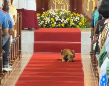 De morador de rua a 'cachorro do padre': caramelo emociona ao subir ao altar durante missa na PB — Foto: Arquivo Pessoal/Márcio Tyson