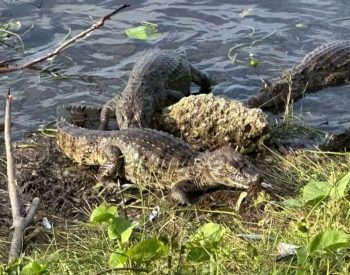 Foto — ©Divulgação.