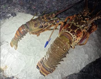 A carga e o veículo foram retidos até a regularização fiscal junto à SEFAZ. Foto — © Divulgação/PRF.