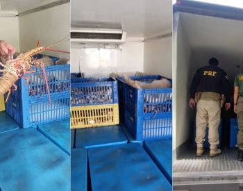 Carga de lagosta foi apreendida na manhã desta quinta-feira (7) — Foto: PRF/Divulgação